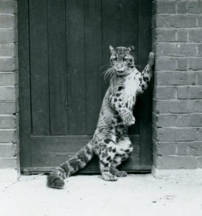 Ein Nebelparder steht auf seinen Hinterbeinen und lehnt sich in einer Türöffnung, Londoner Zoo, 1922 (Schwarz-Weiß-Foto) von Frederick William Bond